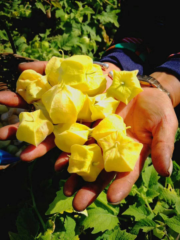 姑娘果 东北黑龙江特产新鲜水果甜菇娘黄菇茑灯笼果2斤装装选大果