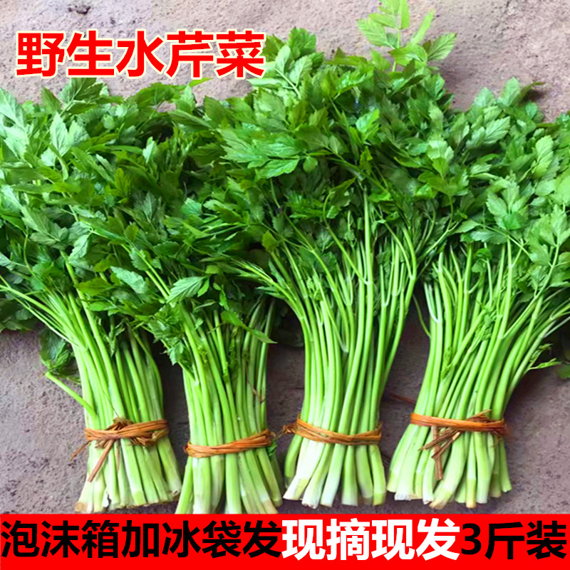 【正常发货】3斤水芹菜新鲜蔬菜包邮现采现发时令芹菜