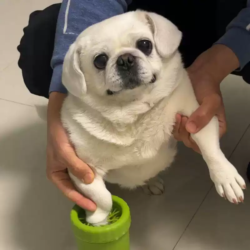 八哥泰迪宠物专用电动洗脚杯狗狗