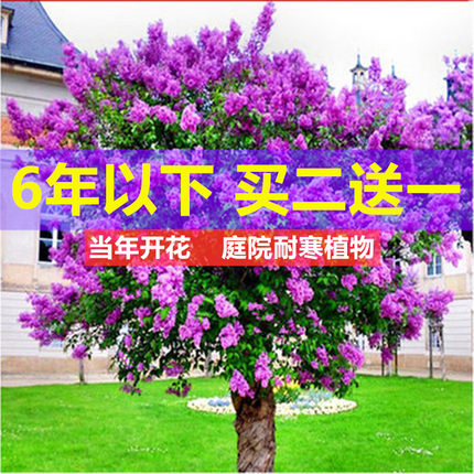 丁香花苗 庭院阳台盆栽地栽植物 丁香花树苗 盆栽花卉开花绿植