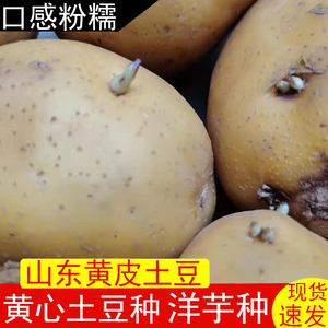 【现货土豆种】黄皮黄心老土豆种子出芽洋芋马铃薯种子5斤