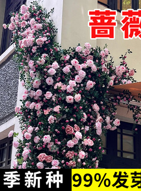 蔷薇花种籽子庭院阳台四季播种月季花种开花爬藤攀援植物花卉种孑