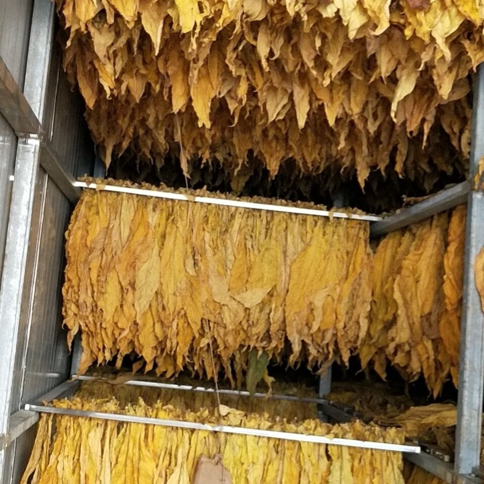 不锈钢梳式烤烟夹带铆钉捆烟密集烤烟房专用夹子助农快速编烟神器