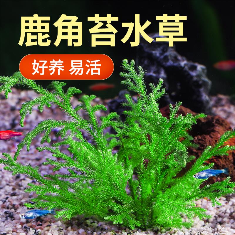 疯狂水草鹿角藓鱼缸水草植物造景真草水培绿植阴性水榕水草前景草