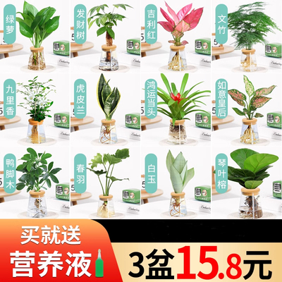 发财树室内四季水培植物