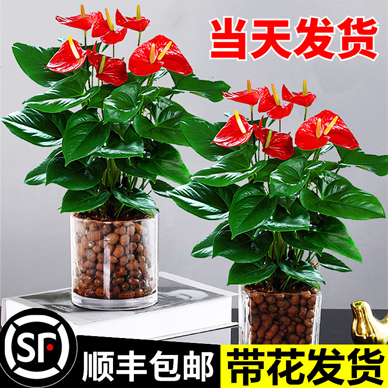 水培红掌白盆栽一帆风顺花卉植物