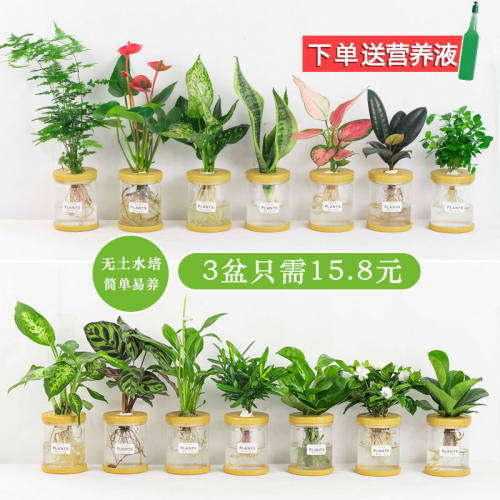 水培植物盆栽绿萝栀子花办公室内花卉小绿植四季好养多肉水养盆栽-封面