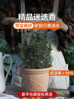 迷迭香盆栽牛排用百里香可食用薄荷叶紫苏新鲜罗勒苗香草植物调料