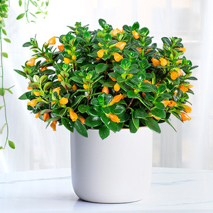 四季 金鱼花吊兰盆栽室内绿植花卉多肉植物绿萝发财树好养吸甲醛