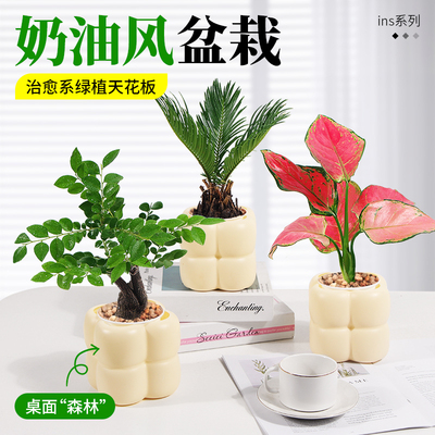 办公室桌面绿植盆栽室内客厅ins奶油风小盆栽四季懒人好养吸甲醛