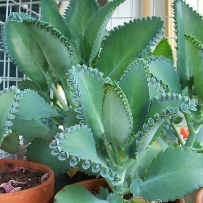 宽叶不死鸟多肉盆栽植物老桩落地生根包邮室内客厅办公室绿植阳台