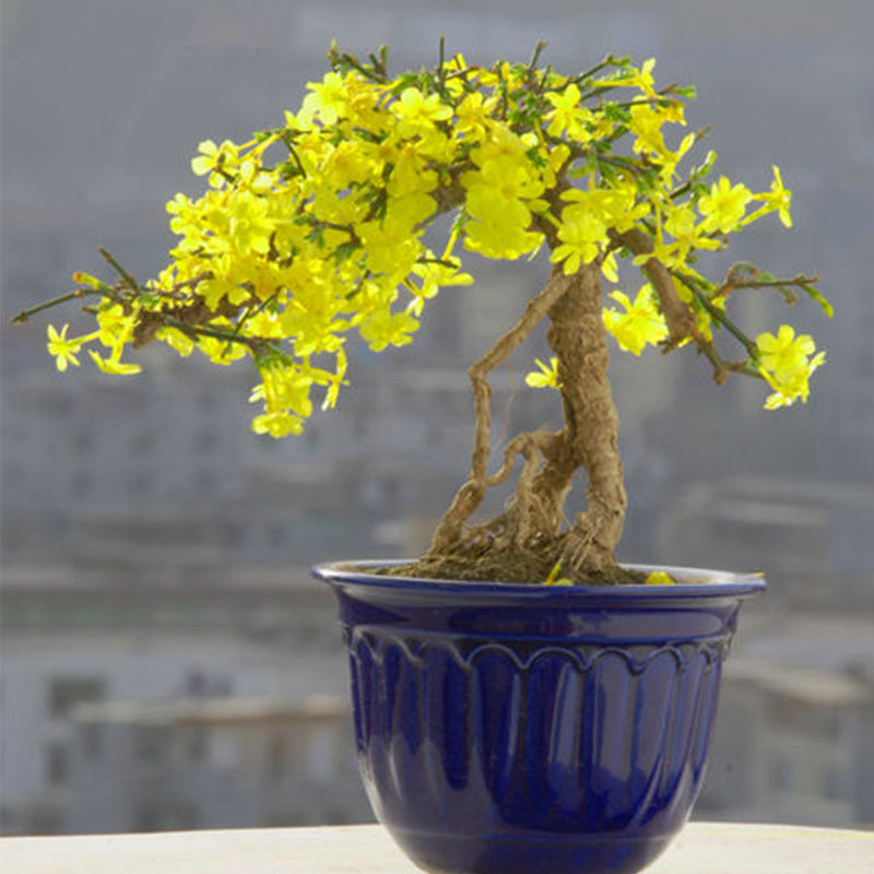 迎春花苗新款 室内垂吊花卉 盆景下山老桩阳台绿植盆栽爬藤美观