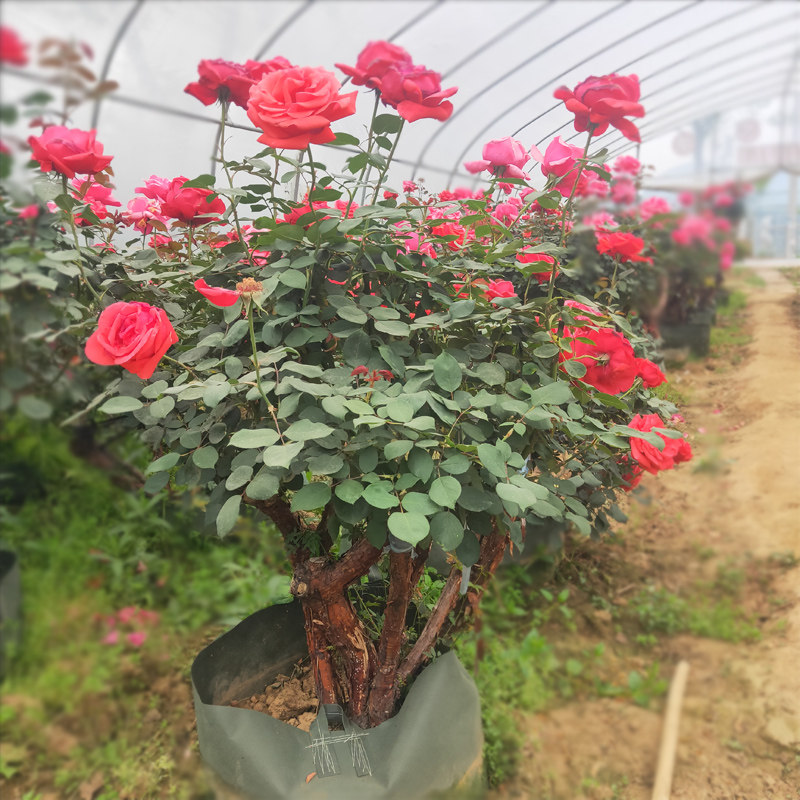 嫁接树桩月季棒棒糖月季花浓香大花多头多色树月庭院阳台花园盆栽