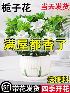 栀子花盆栽花卉植物室内水培绿植四季 好养茉莉花九里香茶花蝴蝶兰