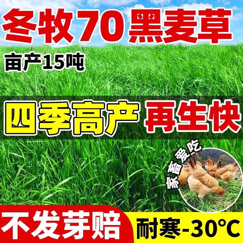 冬牧70黑麦草种子四季常青高产多年生牧草畜牧养殖家禽喜食草种籽