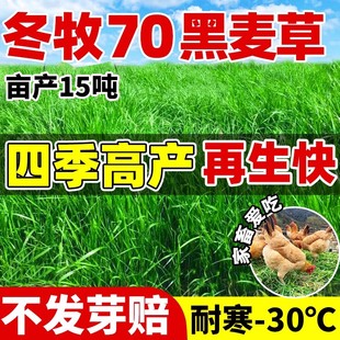 冬牧70黑麦草种子四季常青高产多年生牧草畜牧养殖家禽喜食草种籽