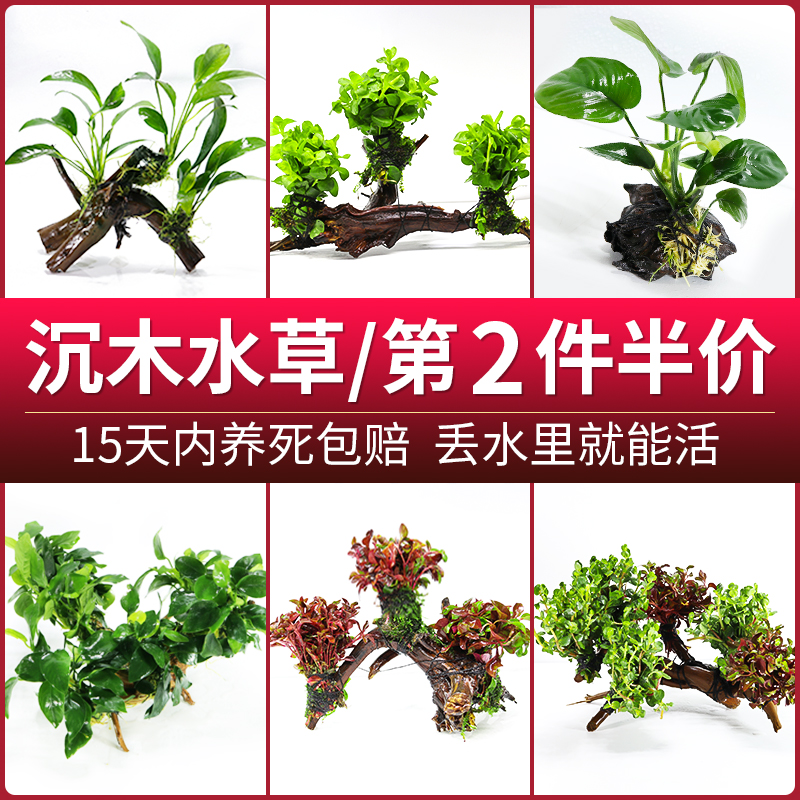 鱼缸沉木水草植物懒人水草活体阴性蜈蚣净水增氧造景装饰底砂套餐