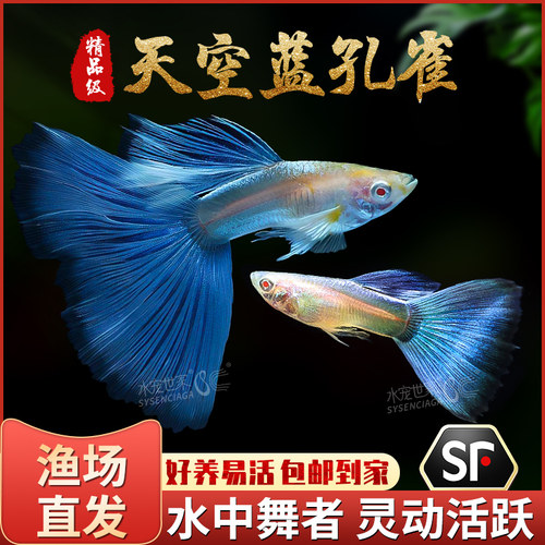 天空蓝孔雀缎带大尾大C凤尾小鱼
