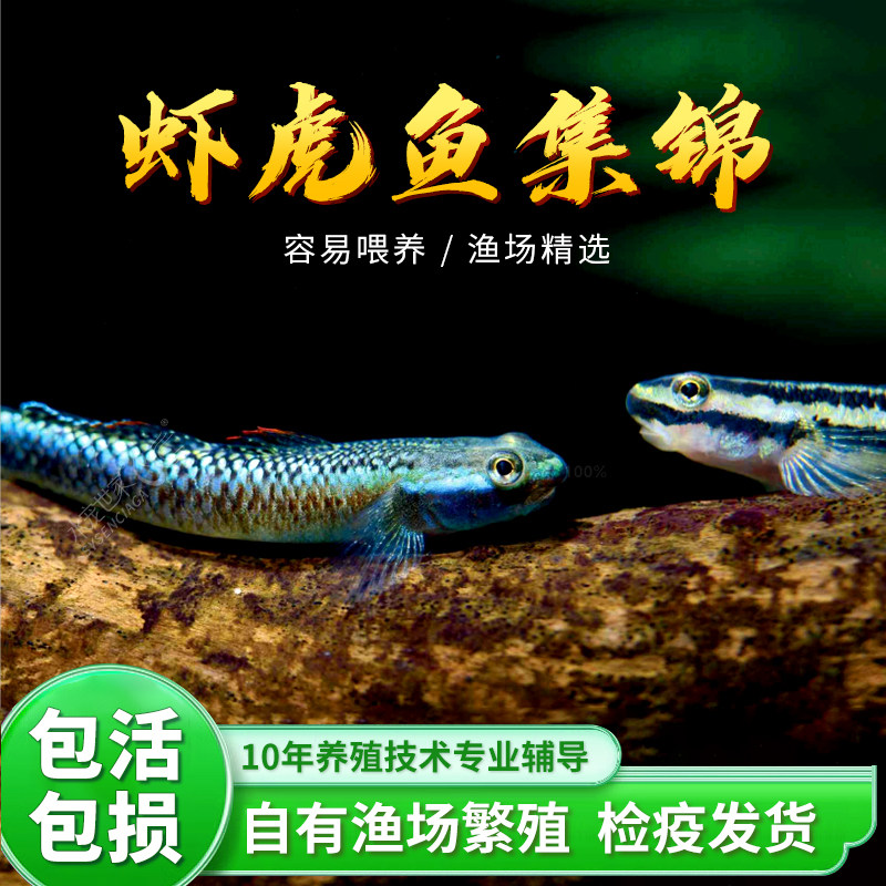 白面虾虎原生鱼广西黄唇溪吻鱼高帆褐吻李氏淡水耐活新红吻观赏鱼