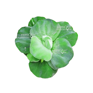 浮萍水草水芙蓉水浮莲水葫芦水生植物水培净化水质龟缸水族造景
