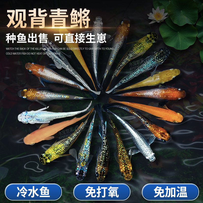 观背青鳉观赏鱼好养耐活