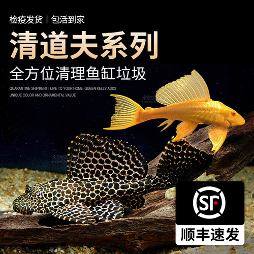 垃圾鱼工具鱼清道夫活体清洁