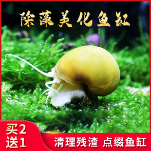 黄金螺观赏螺清洁螺除藻工具清苔螺神秘杀手斑马螺苹果螺黑金刚