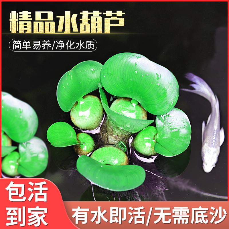 水葫芦浮萍水草花卉植物种苗鱼塘鱼池鱼缸养乌龟缸净化水质水芙蓉