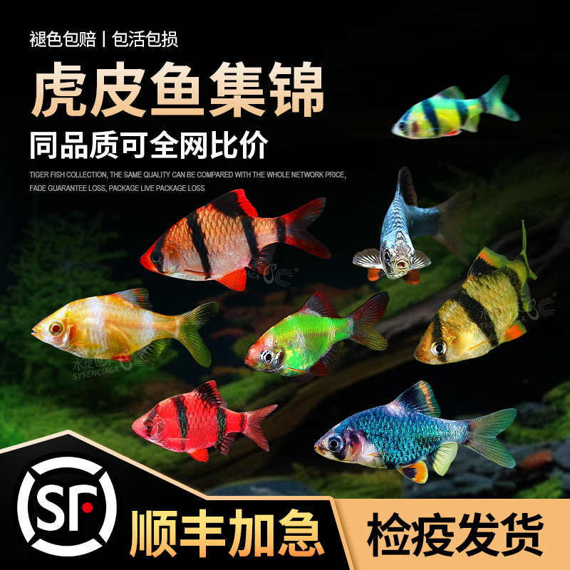 虎皮鱼小型群游宠物鱼好养耐活