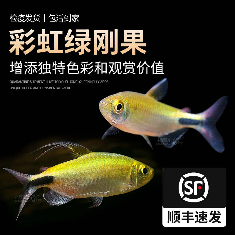 彩虹绿刚果美人鱼霓虹绿刚果鱼观赏鱼电光淡水草缸热带鱼游鱼群游