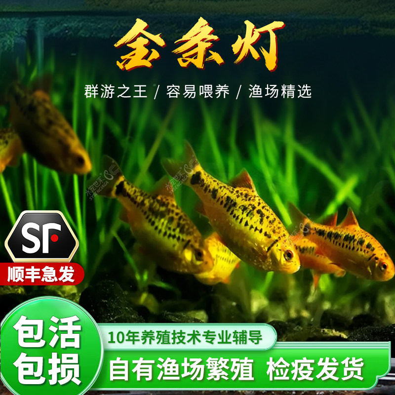 金条灯鱼水草缸原生冷水淡水观赏鱼黄金灯鱼钻石彩虹鲫活体小型鱼,宠物/宠物食品及用品,鱼,淘宝优惠券,粉丝福利购,淘宝优惠卷