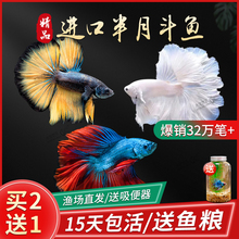 正宗进口泰国斗鱼马尾狮王半月母斗鱼观赏鱼热带鱼淡水鱼送鱼缸