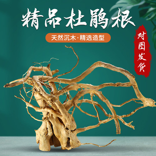 造景装饰天然栖根杜鹃根