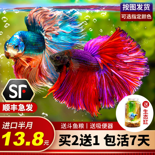 泰国斗鱼马尾狮王半月淡水活体鱼