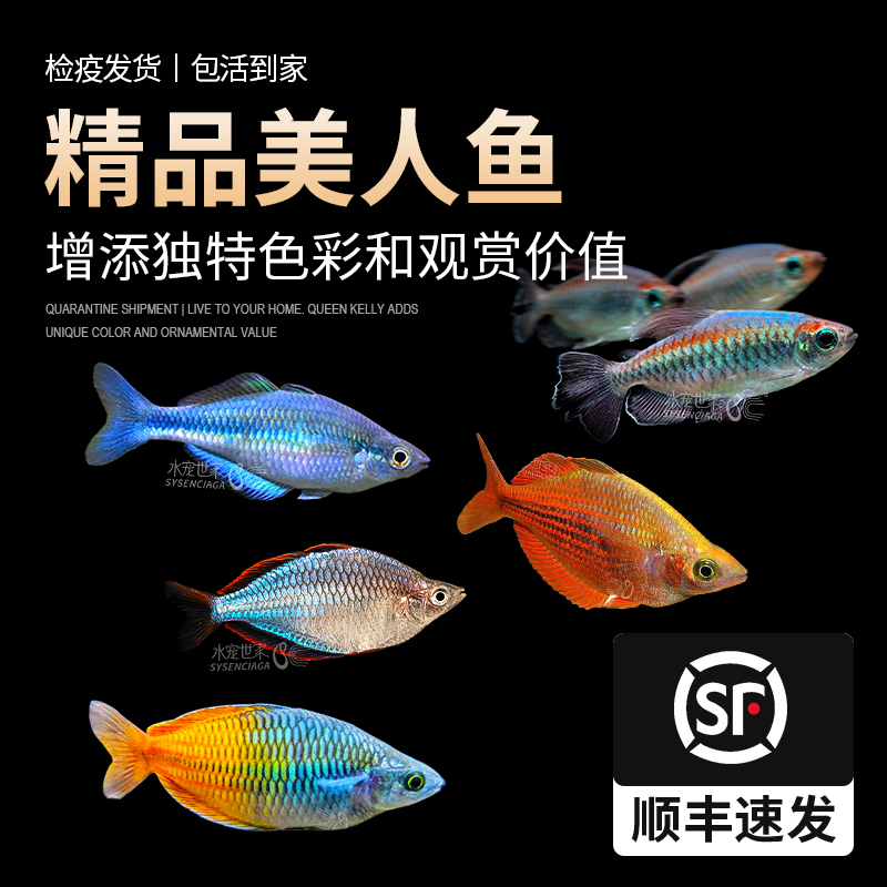 刚果美人热带鱼观赏鱼电光美人鸽子石美人鱼红绿灯活体鱼苗群游鱼