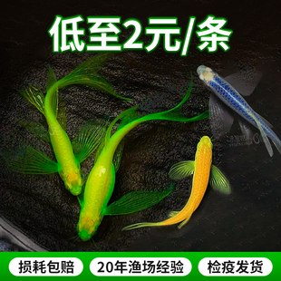 蝶翼斑马鱼长尾长鳍大帆观赏鱼龙凤小型淡水鱼翡翠绿红绿灯科孔雀