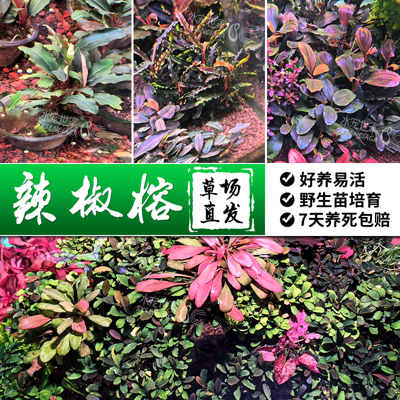 辣椒榕椒草草缸造景好养易活