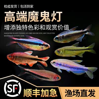 幻彩青魔鬼高端草缸小型鱼魔鬼灯稀有蓝魔红眼天青魔鬼紫罗兰黑箭