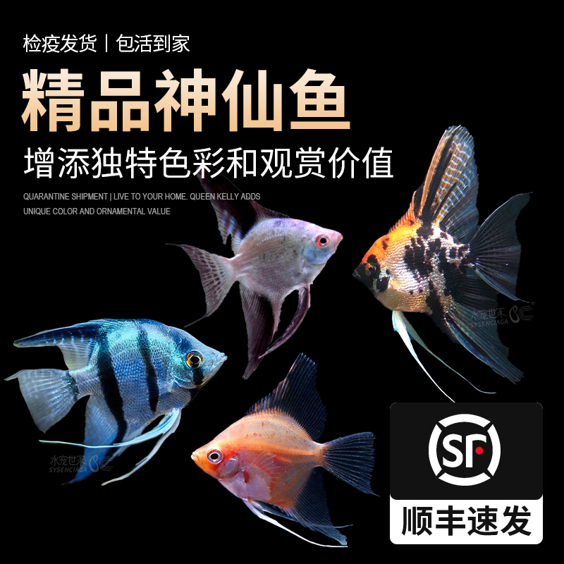 活体秘鲁红头三色小花仙观赏鱼