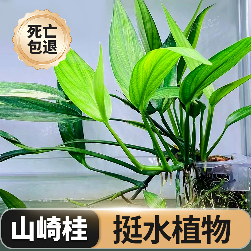 挺水植物ada山崎桂水杨梅阿根廷皇鱼缸水陆缸水草缸造景净化水质