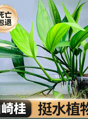 挺水植物ada山崎桂水杨梅阿根廷皇鱼缸水陆缸水草缸造景净化水质