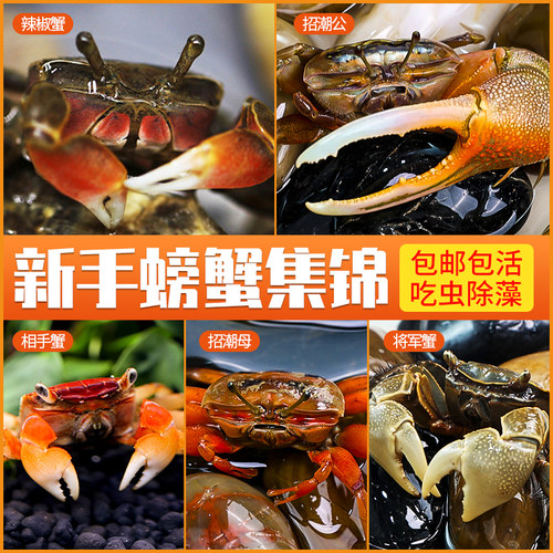 活体宠物除藻辣椒蟹相手蟹招潮蟹