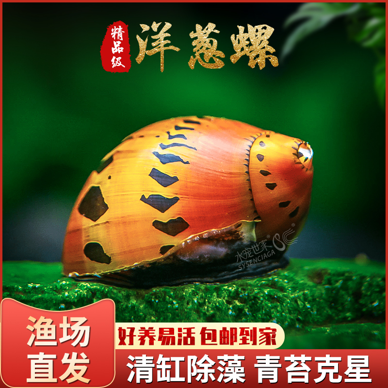 观赏洋葱螺鱼缸清洁除藻神秘杀手