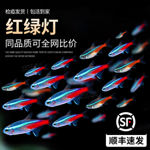 红绿灯小型灯科鱼巴西宝莲灯热带淡水观赏鱼草缸群游鱼斑马孔雀鱼