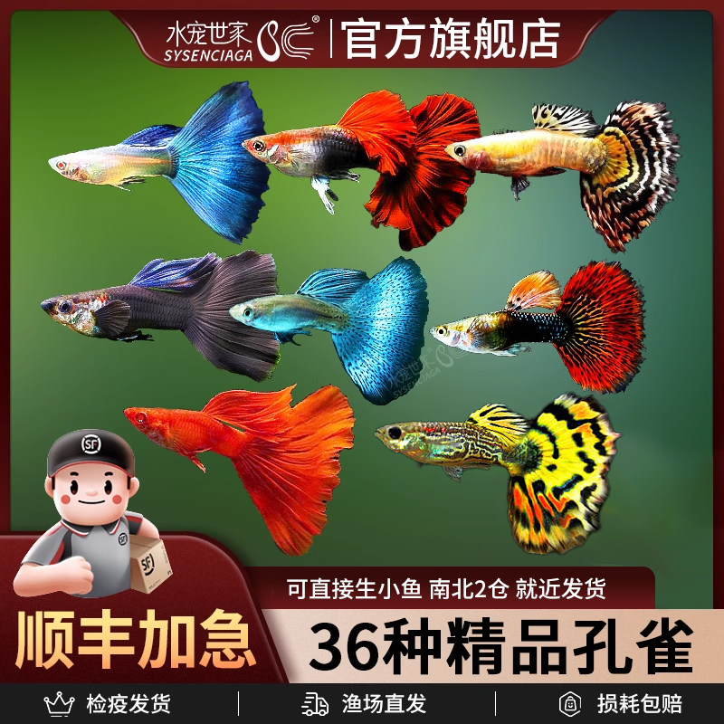 孔雀鱼斑马鱼灯科鱼凤尾鱼胎生鱼