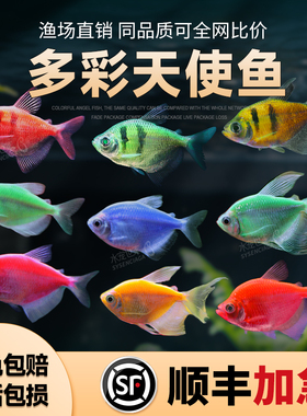 天使鱼七彩鱼柠檬青苹果柠檬绿老虎长尾灯科鱼斑马小型热带观赏鱼