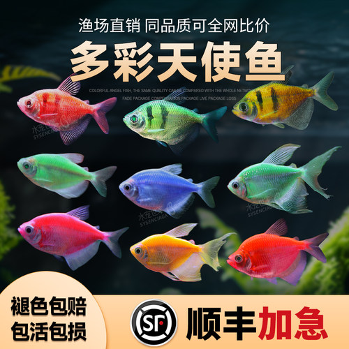 天使鱼七彩鱼柠檬青苹果灯科鱼