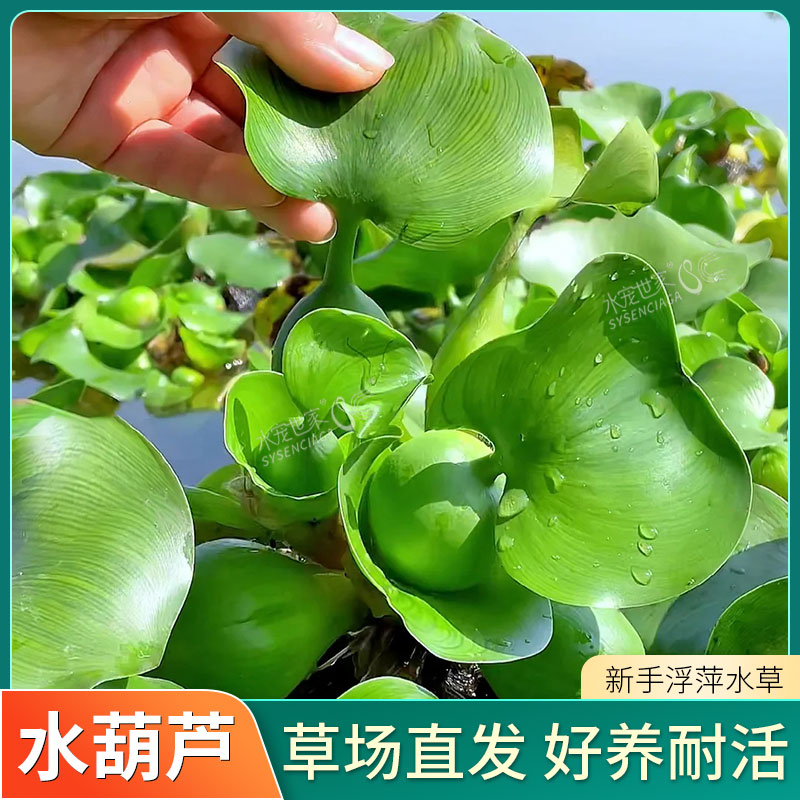 水葫芦浮萍水草花卉植物种苗鱼塘鱼池鱼缸养乌龟缸净化水质水芙蓉