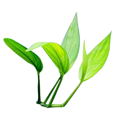 挺水植物山崎桂高端水草
