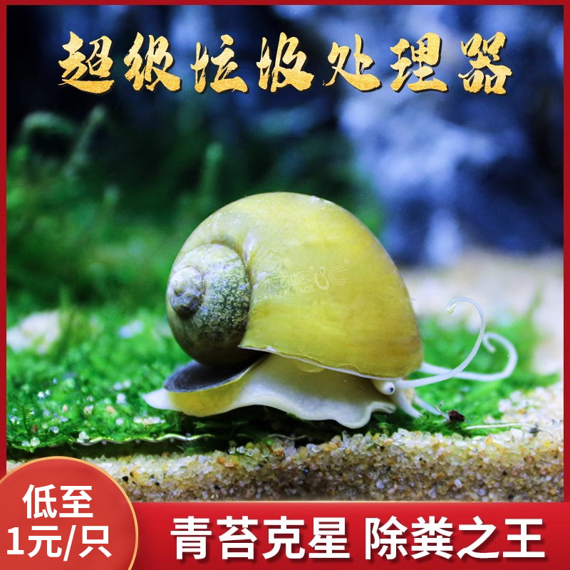 黄金螺上上螺清苔除藻神秘杀手